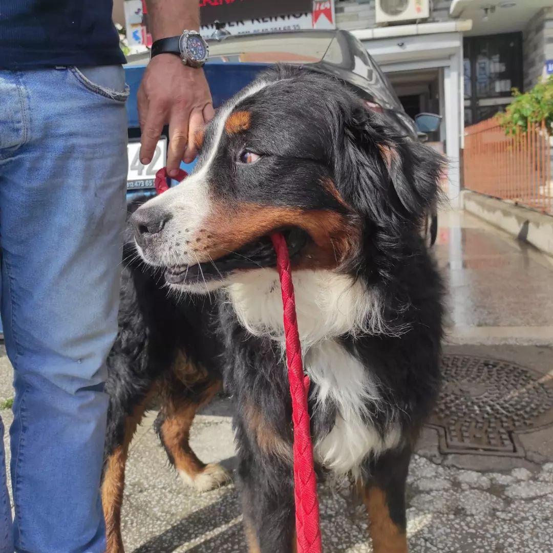 Yeni Başkent Veteriner Kliniği