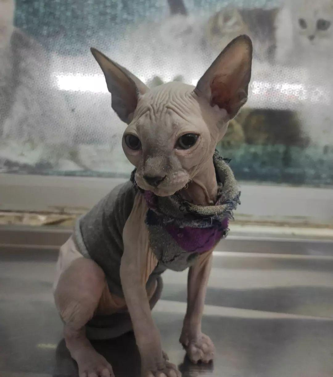 Yeni Başkent Veteriner Kliniği