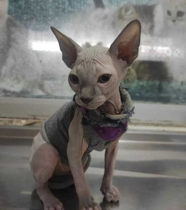 Yeni Başkent Veteriner Kliniği - 8. Fotoğraf Yeni Başkent Veteriner Kliniği - 8. Fotoğraf