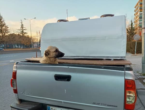 Yeni Başkent Veteriner Kliniği - 5. Fotoğraf Yeni Başkent Veteriner Kliniği - 5. Fotoğraf