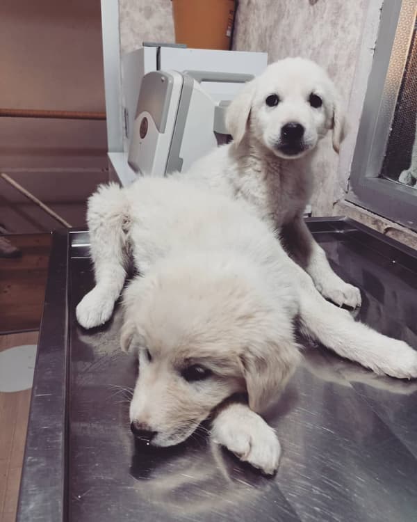 Yeni Başkent Veteriner Kliniği - 7. Fotoğraf Yeni Başkent Veteriner Kliniği - 7. Fotoğraf