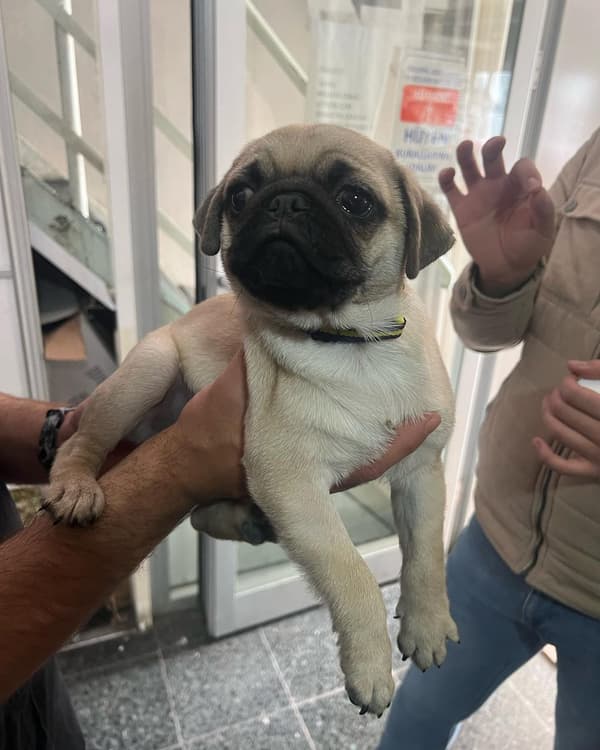 Yeni Başkent Veteriner Kliniği - 2. Fotoğraf Yeni Başkent Veteriner Kliniği - 2. Fotoğraf