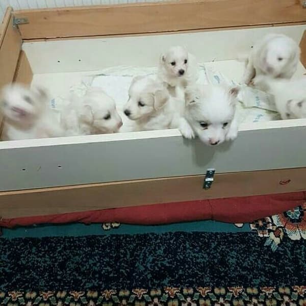 Yeni Başkent Veteriner Kliniği - 6. Fotoğraf