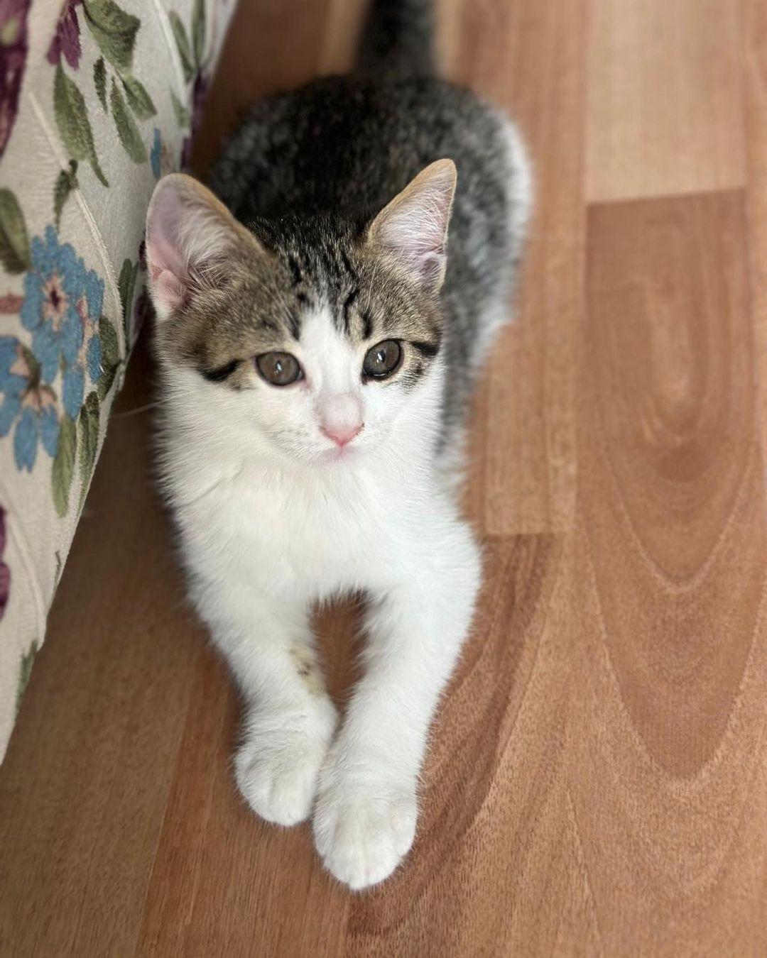 Happy Tails Veteriner Kliniği