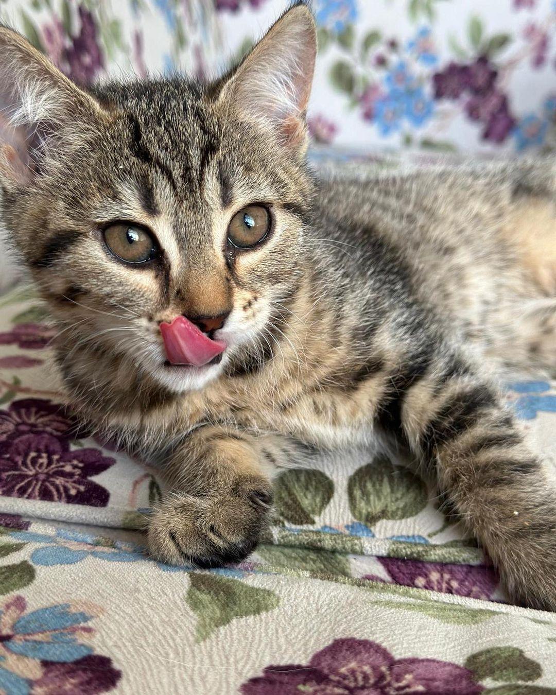 Happy Tails Veteriner Kliniği