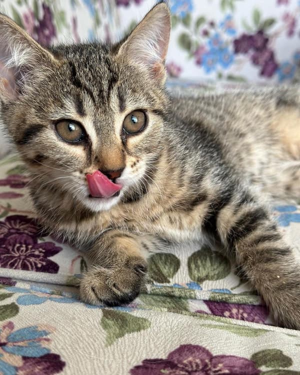 Happy Tails Veteriner Kliniği - 8. Fotoğraf