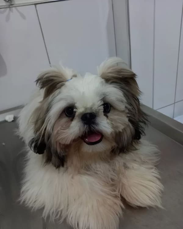 Happy Tails Veteriner Kliniği - 6. Fotoğraf Happy Tails Veteriner Kliniği - 6. Fotoğraf