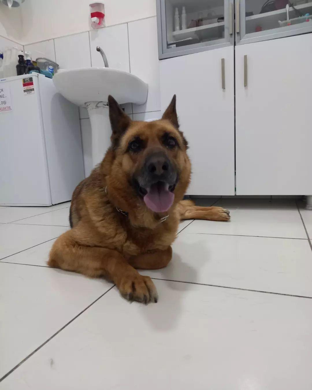 Happy Tails Veteriner Kliniği