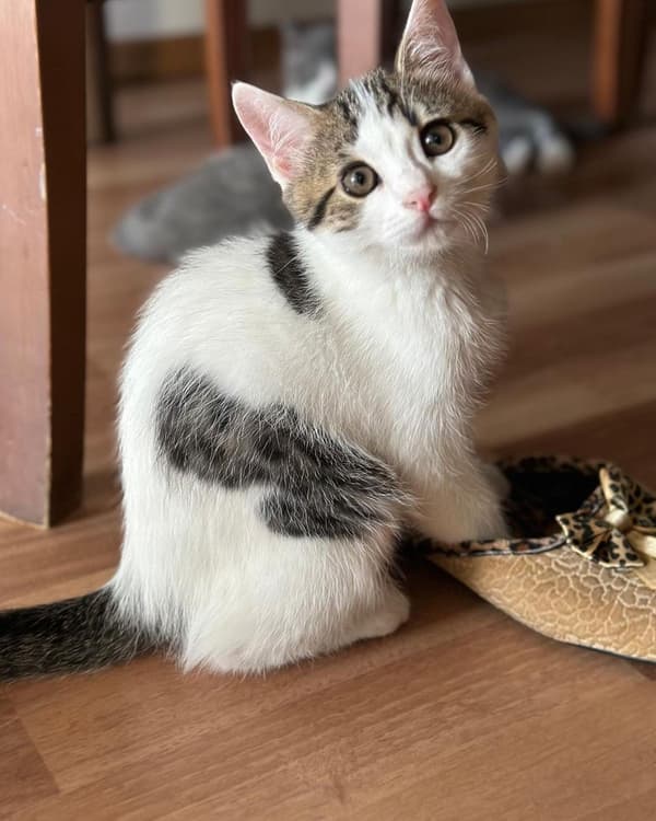 Happy Tails Veteriner Kliniği - 9. Fotoğraf