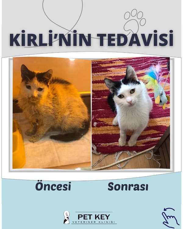 Pet Key Veteriner Kliniği - 9. Fotoğraf