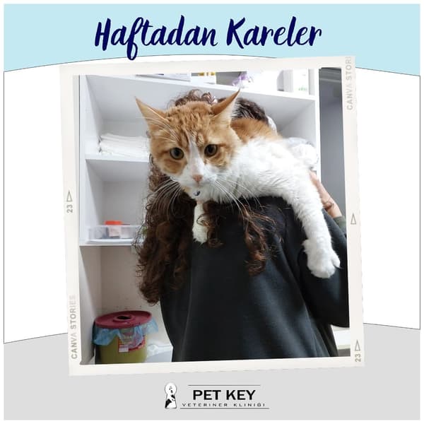 Pet Key Veteriner Kliniği - 10. Fotoğraf