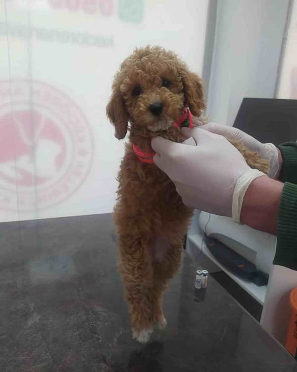 Keçiören Anavatan Veteriner Kliniği - 6. Fotoğraf Keçiören Anavatan Veteriner Kliniği - 6. Fotoğraf