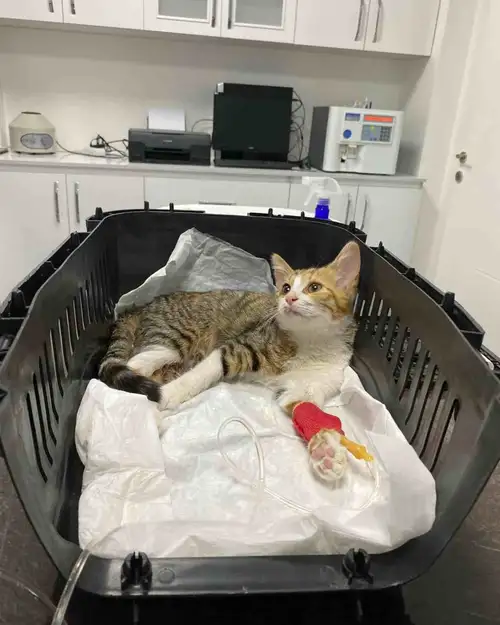 Keçiören Anavatan Veteriner Kliniği - 1. Fotoğraf Keçiören Anavatan Veteriner Kliniği - 1. Fotoğraf