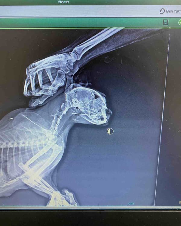 Keçiören Anavatan Veteriner Kliniği - 4. Fotoğraf Keçiören Anavatan Veteriner Kliniği - 4. Fotoğraf