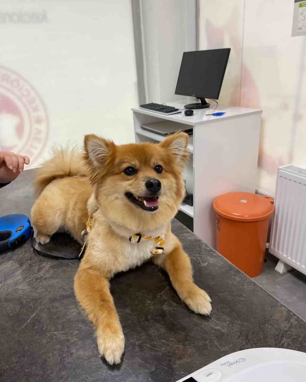 Keçiören Anavatan Veteriner Kliniği - 3. Fotoğraf Keçiören Anavatan Veteriner Kliniği - 3. Fotoğraf