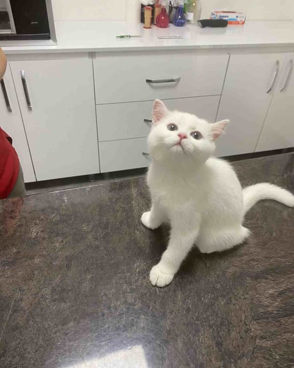 Keçiören Anavatan Veteriner Kliniği - 5. Fotoğraf Keçiören Anavatan Veteriner Kliniği - 5. Fotoğraf