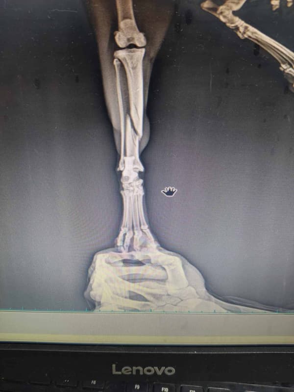 Keçiören Pınarbaşı Veteriner Kliniği - 9. Fotoğraf