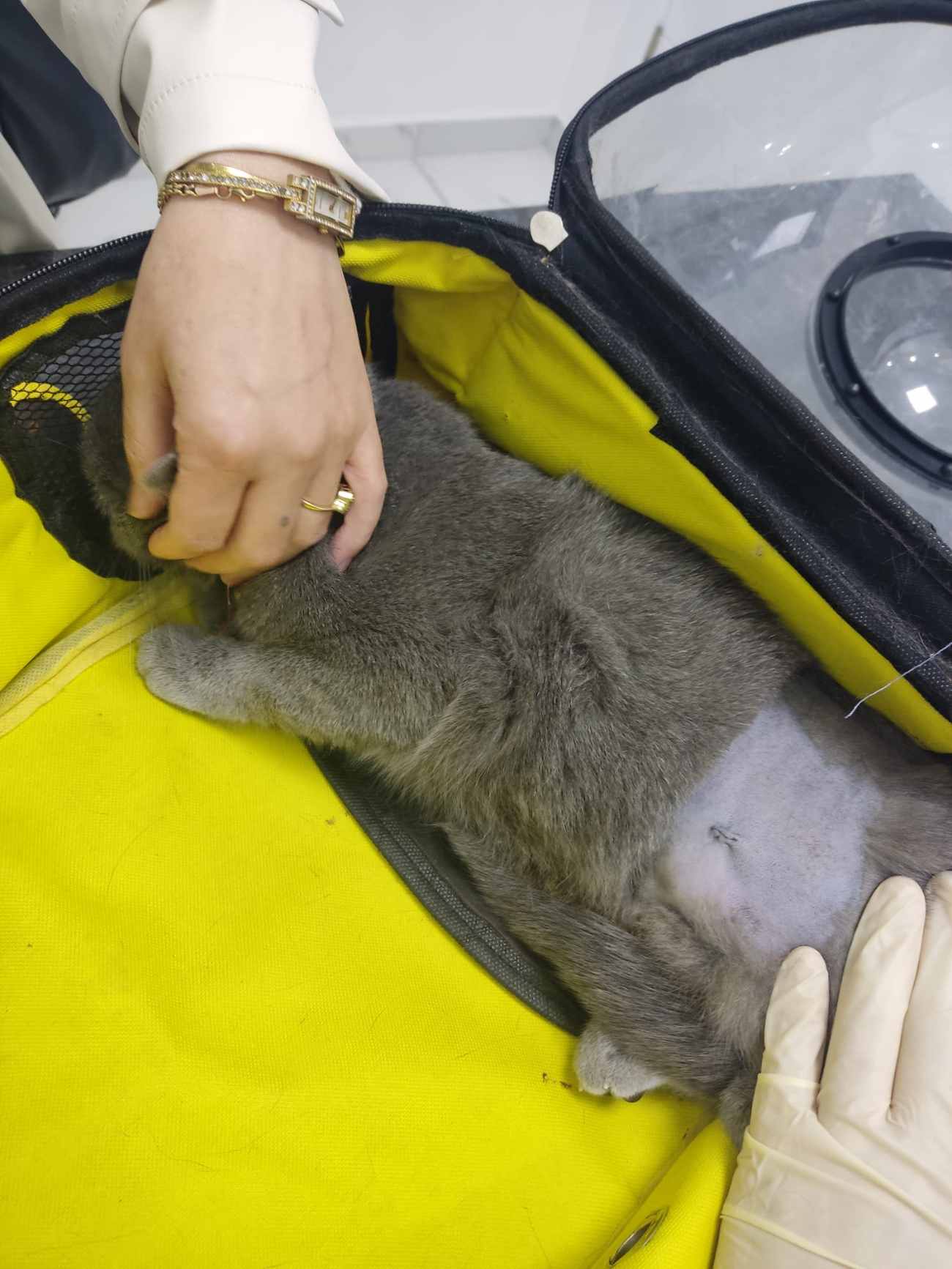 Keçiören Pınarbaşı Veteriner Kliniği