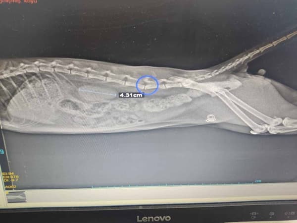 Keçiören Pınarbaşı Veteriner Kliniği - 7. Fotoğraf