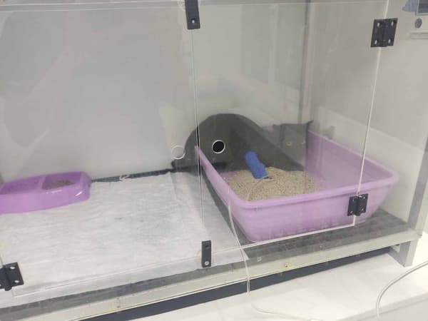 Keçiören Pınarbaşı Veteriner Kliniği - 3. Fotoğraf Keçiören Pınarbaşı Veteriner Kliniği - 3. Fotoğraf