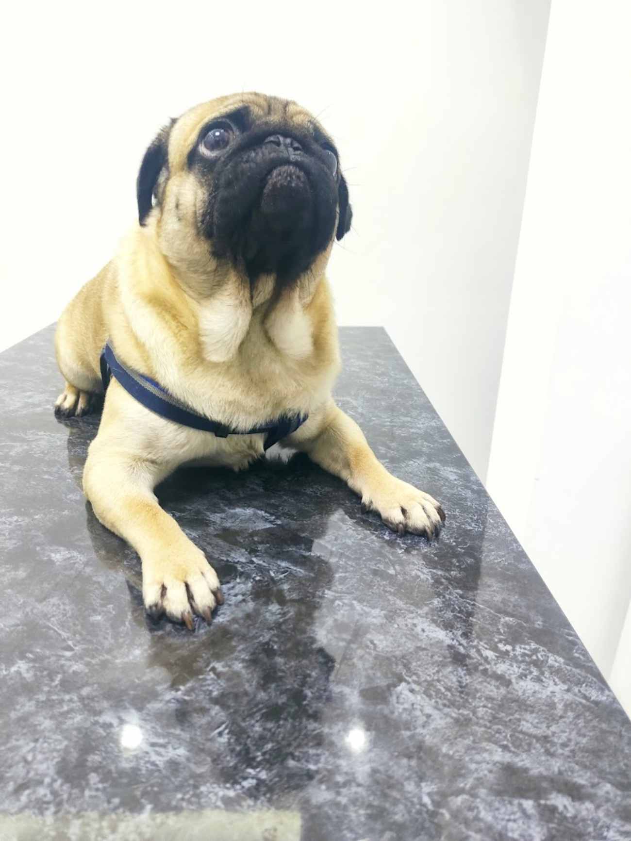 Keçiören Pınarbaşı Veteriner Kliniği