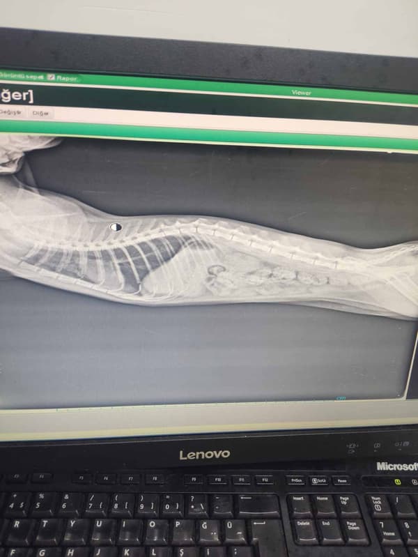 Keçiören Pınarbaşı Veteriner Kliniği - 8. Fotoğraf