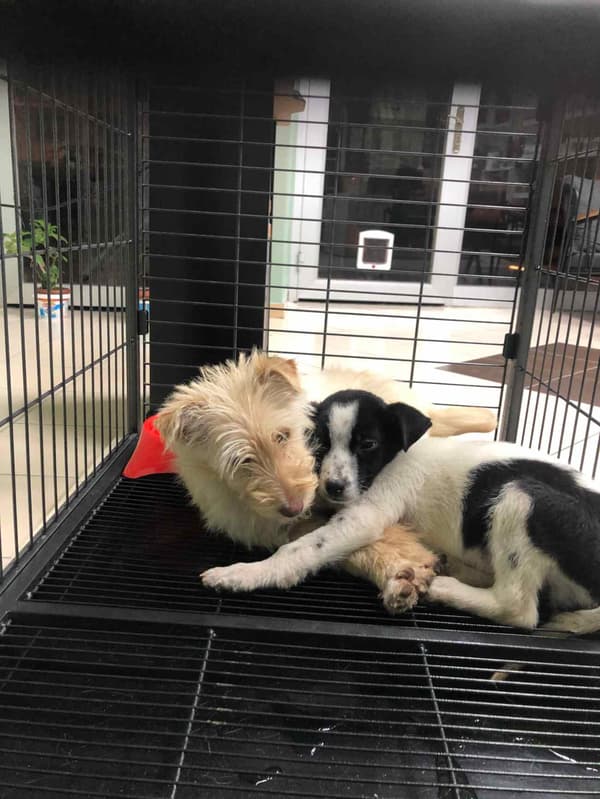 Bozkır Veteriner Kliniği - 8. Fotoğraf Bozkır Veteriner Kliniği - 8. Fotoğraf