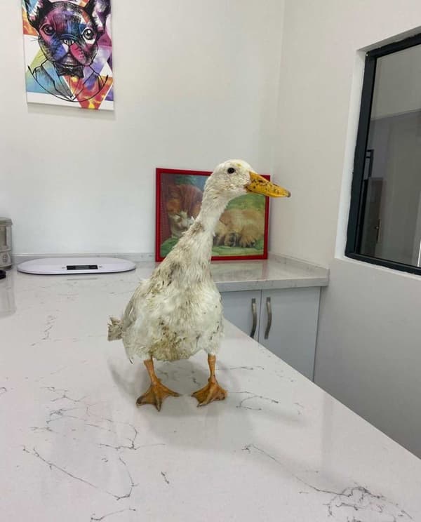 WesthaFort Veteriner Kliniği - 6. Fotoğraf WesthaFort Veteriner Kliniği - 6. Fotoğraf