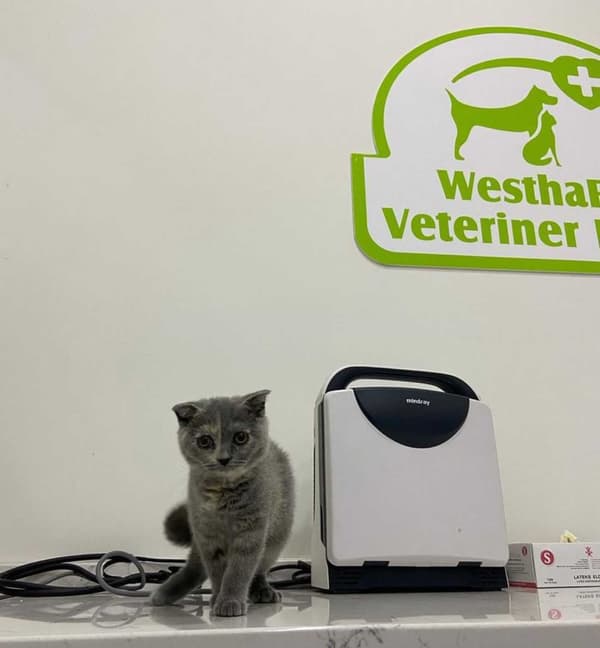 WesthaFort Veteriner Kliniği - 5. Fotoğraf