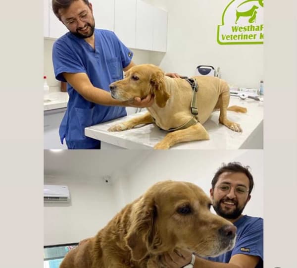 WesthaFort Veteriner Kliniği - 4. Fotoğraf WesthaFort Veteriner Kliniği - 4. Fotoğraf