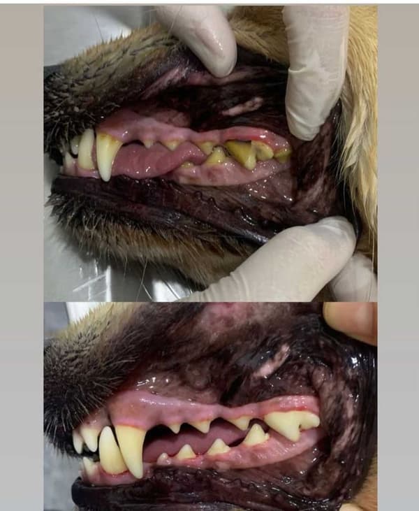 WesthaFort Veteriner Kliniği - 7. Fotoğraf