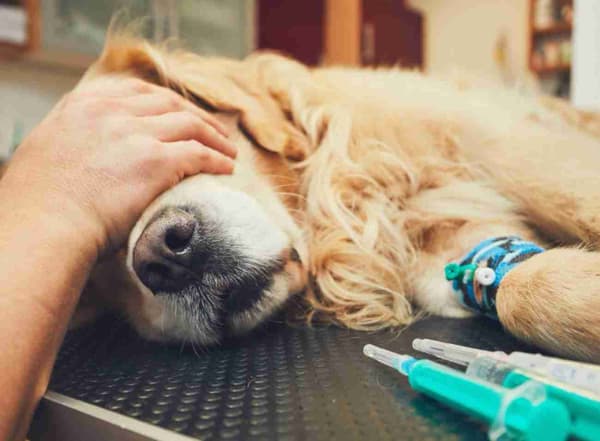 WestVet Hayvan Hastanesi - 9. Fotoğraf WestVet Hayvan Hastanesi - 9. Fotoğraf