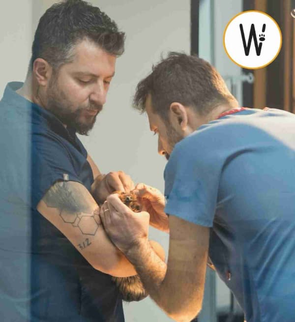 WestVet Hayvan Hastanesi - 3. Fotoğraf WestVet Hayvan Hastanesi - 3. Fotoğraf