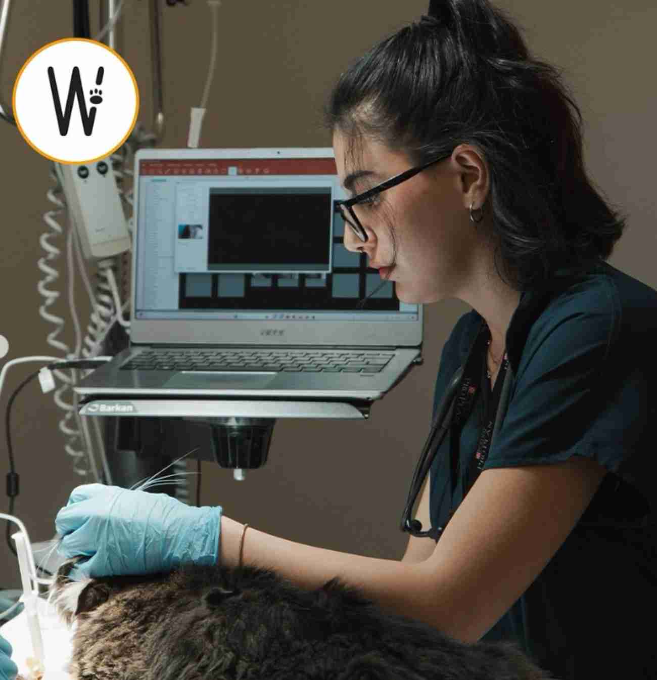 WestVet Hayvan Hastanesi