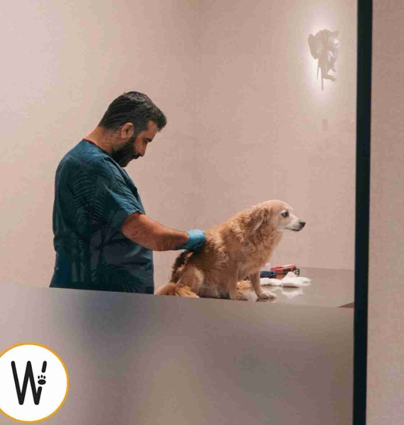 WestVet Hayvan Hastanesi