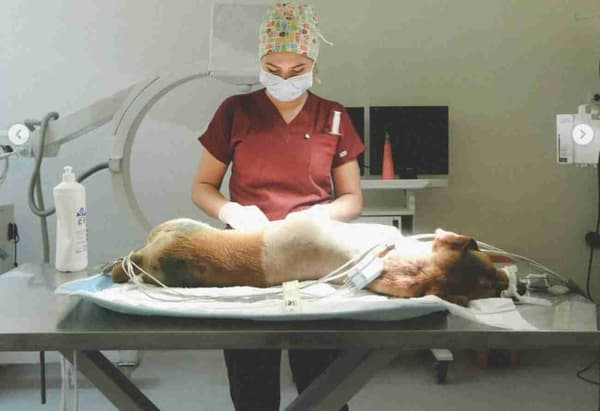 WestVet Hayvan Hastanesi - 1. Fotoğraf WestVet Hayvan Hastanesi - 1. Fotoğraf