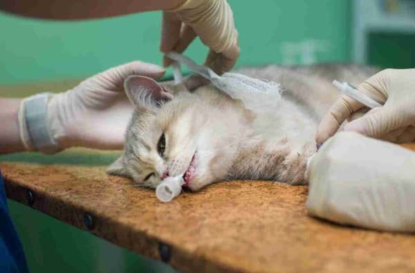 WestVet Hayvan Hastanesi - 4. Fotoğraf WestVet Hayvan Hastanesi - 4. Fotoğraf