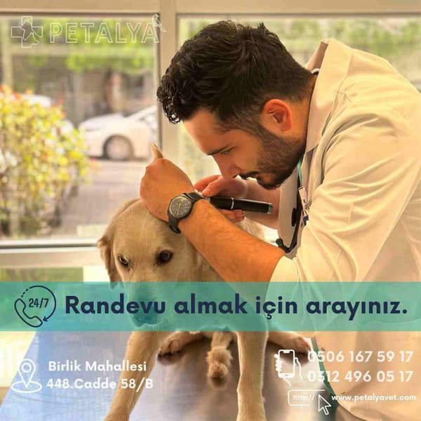 Petalya Veteriner Kliniği - 3. Fotoğraf Petalya Veteriner Kliniği - 3. Fotoğraf