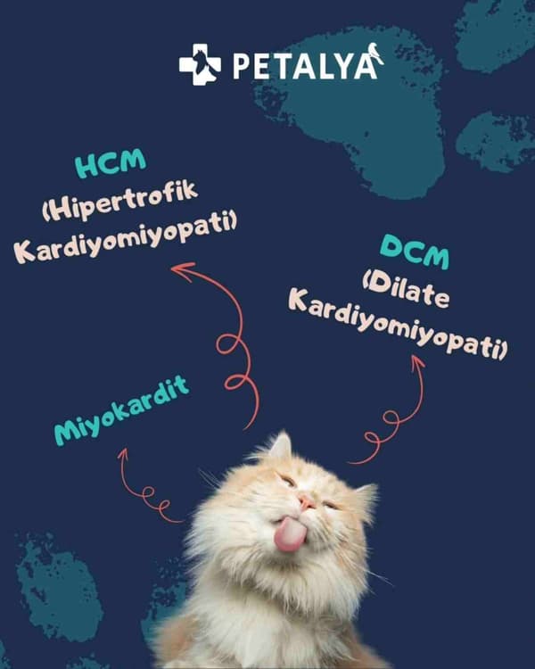 Petalya Veteriner Kliniği - 10. Fotoğraf
